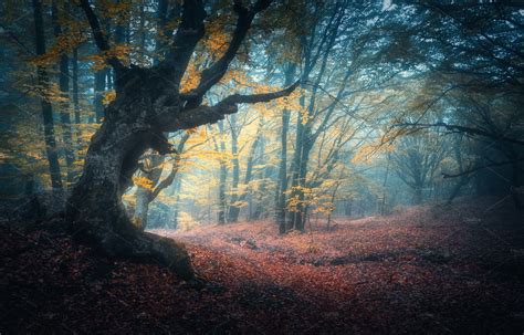 Beautiful Mystical Forest In Fog Featuring Forest Tree And Autumn