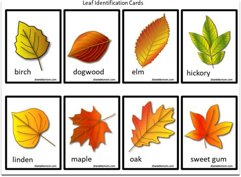 Guild update leveling rewards and more hypixel minecraft server and maps. Printable Leaf Identification Chart and Cards Set (With images) | Leaf identification chart ...
