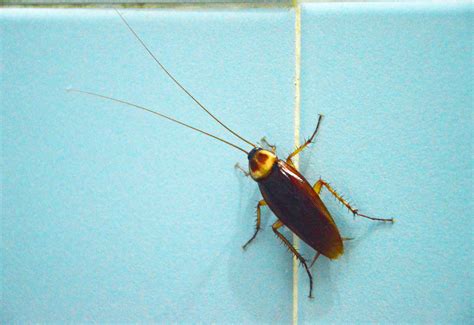 Make your bed an island. Small Insects In Kitchen Cupboards | Kitchen Sohor