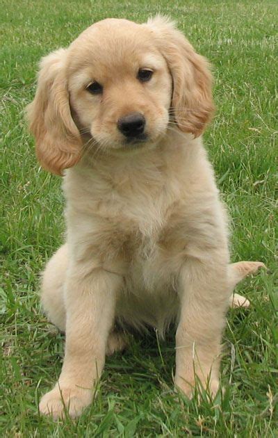 Maybe you would like to learn more about one of these? Passion Golden produces healthy golden retrievers that are ...