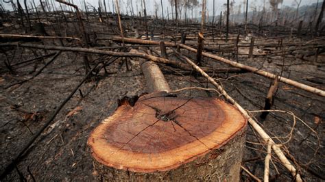 Brazil Rate Of Deforestation In Amazon Rainforest At Highest Level In
