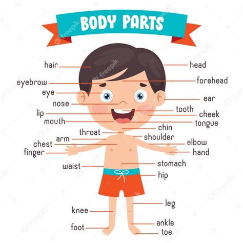 Premium Vector Funny Child Showing Human Body Parts