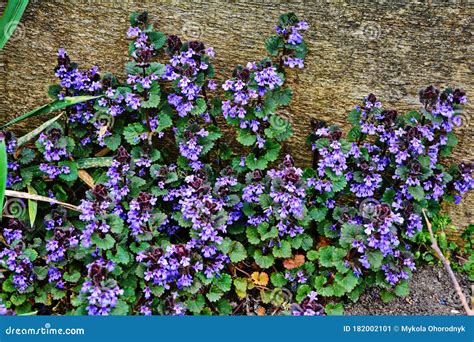 Ground Ivy Weed Glechoma Hederacea Purple Violet Flowers Stock Image
