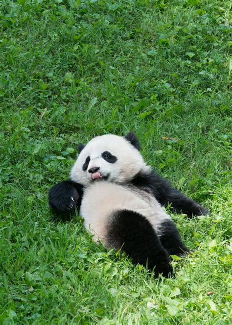 Oldest Panda In Captivity Celebrates 37th Birthday Time