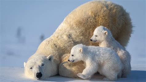 Polar Bear With Two Cub Polar Bears Hd Animals Wallpapers