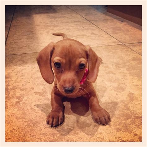 Dotson puppies for sale, dotson dogs for adoption and dotson dog breeders. Dotson puppy | Weenie dogs, Dotson puppies, Animals