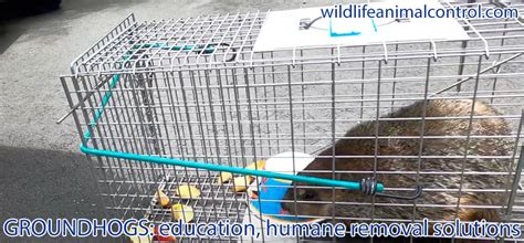 What is the best bait for trapping a groundhog?