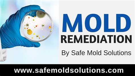 Following these steps will ensure your basement is mold free. Basement Mold Remediation By Safe Mold Solutions: Another ...