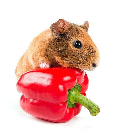 Guinea pig pellets should include vitamin c to keep your pet healthy. Vers voer voor cavia's | Caviavoer | Cavia's | Gids | Omlet NL