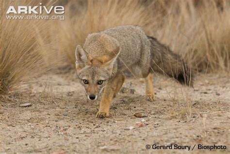 South American Gray Fox South American Grey Fox Pseudalopex Griseus