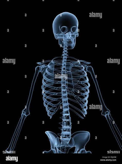 Human Skeleton X Ray Image Stock Photo Alamy