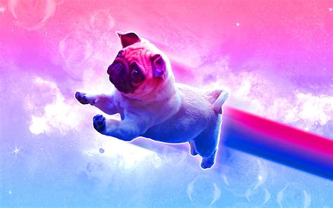 Details More Than 62 Pug Wallpapers Latest Incdgdbentre