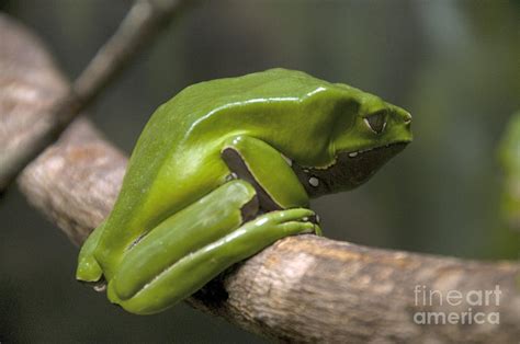 Giant Waxy Monkey Frog 3 Photograph By Mark Newman Pixels