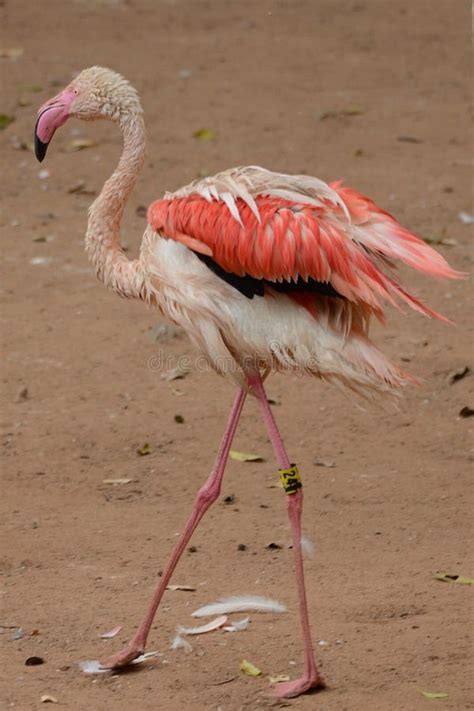 A Flamingo At Umgeni Bird Park Editorial Image Image Of Wildlife