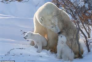 Polar Bears Cuddling