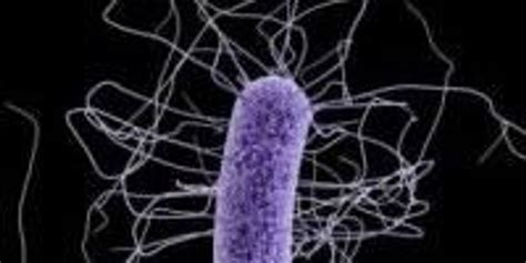 Scientists Figure Out How C Difficile Bacteria Wreak Havoc In The Gut