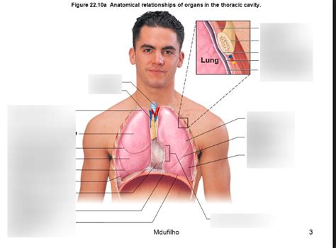 Anatomical Relationships Of Organs In The Thoracic Cavity Diagram Quizlet