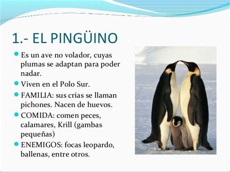 EL POLO CARACTERÍSTICAS Y ANIMALES Caracteristicas de los pinguinos