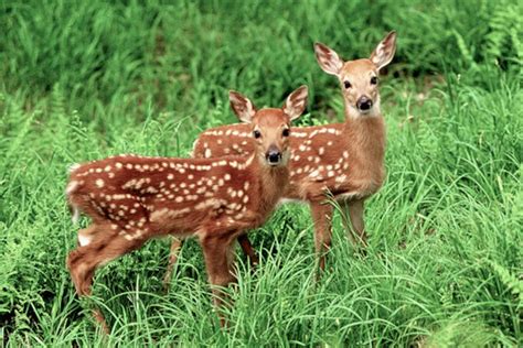 Whitetail Deer Fawns Twin Fawns Spotted Fawns Young Animal Pictures