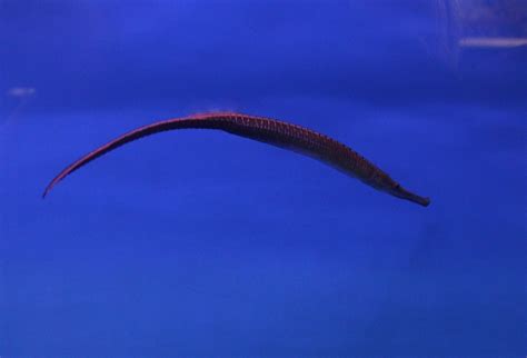 Long Snouted Freshwater Pipefish Doryichthys Boaja Zoochat
