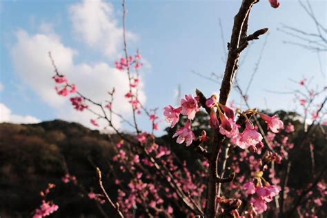 Toi Sakura Izu Shizuoka One Of The Earliest Blooming Cherry