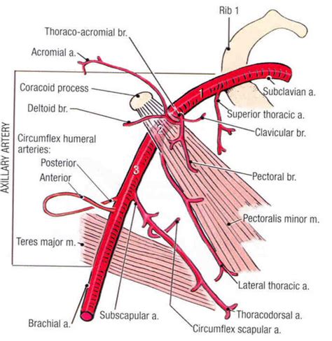 Branches Of Axillary Artery