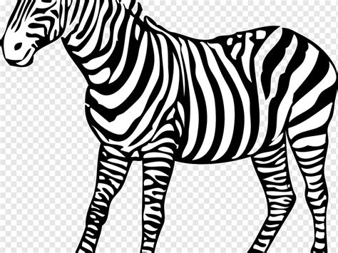 Gambar animasi bergerak hewan informasi unik dan menarik. Gambar Hewan Animasi Zebra