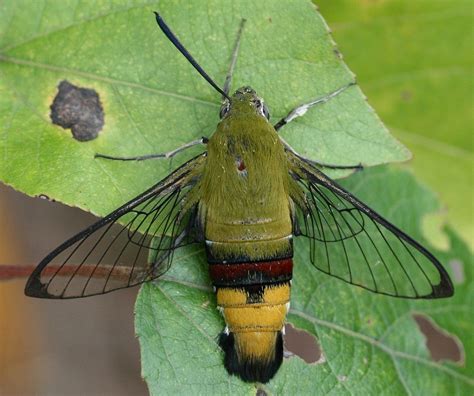Hummingbird moths hover in front of flowers and unfurl their long tongues to sip nectar; Year of the Sphingidae - Diurnal Moths | National Moth Week