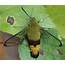 Year Of The Sphingidae – Diurnal Moths  National Moth Week