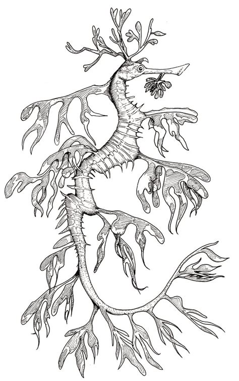 Sea Dragon Coloring Pages - tugoitechno