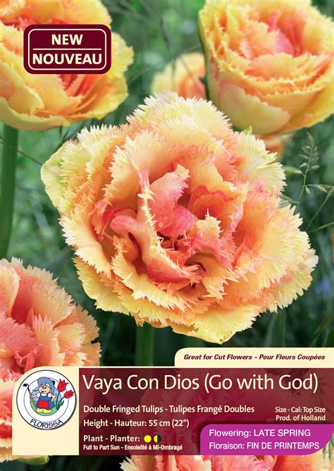 Among english speakers, vaya con dios is often used for dramatic effect in speech and writing, including online. Vaya Con Dios (Go with God) - Double Fringed Tulips ...