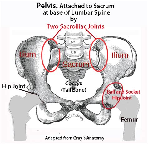 Diagram Diagram Of Back And Hip Bones Mydiagram Online