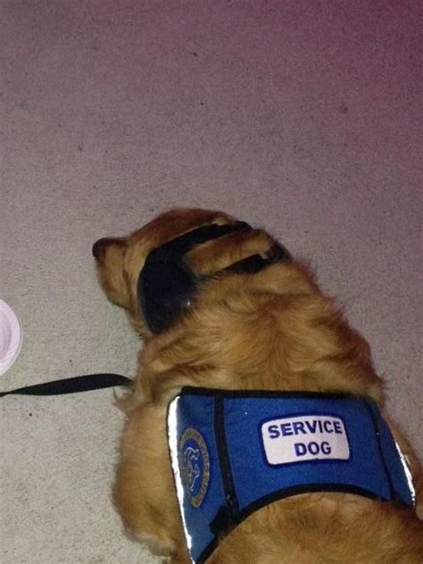 Inside of a dog it's too dark to read.', charles m. Service Dog Gets Ear Protection At Backstreet Boys Concert (PHOTO) | HuffPost