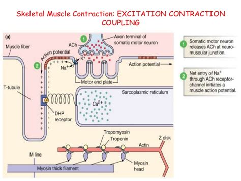Solved Describe The Steps Involved In Skeletal Muscle Contraction