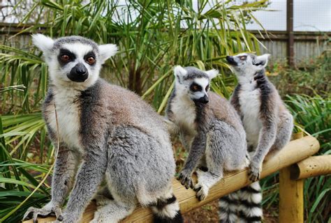 Ring Tailed Lemurs Garry S Flickr