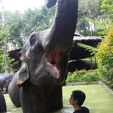 Kok Chang Safari elephant camp (@Kokchangsafari) | ทวิตเตอร์ | Elephant camp, Elephant, Elephant ...