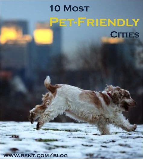 , park plaza westminster bridge london. Most Pet-Friendly Cities - Best Cities for Pets | Dog ...