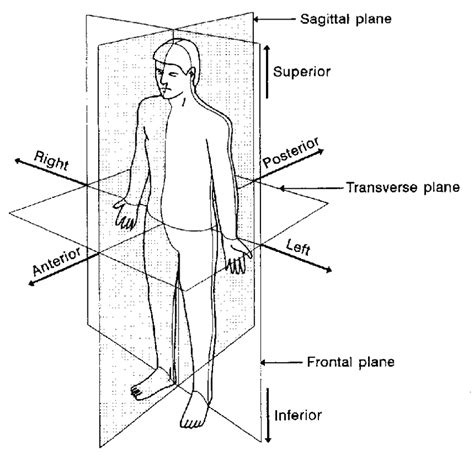 Human Body Orientation And Direction Diagram Printable Free Printable