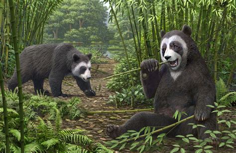 The Case Of The False Thumb Giant Pandas “amazing” Feature Developed At Least Six Million