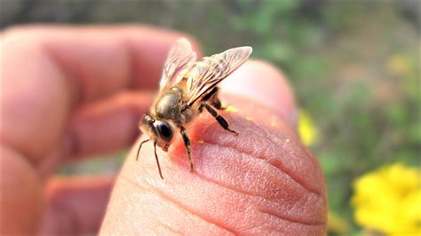 what happens when a honeybee stings wildflower meadows