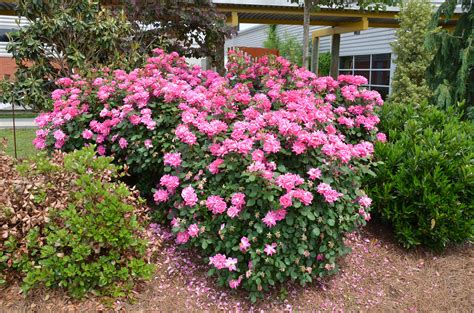 Pink Double Knockout Roses At Ut Gardens In Knoxville Tn Types Of