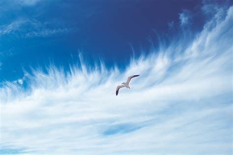 Free Images Sea Bird Wing Cloud Sky Wave Wind Seabird Flying