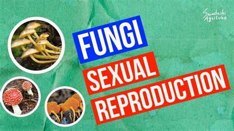 Sexual Reproduction Of Fungi In Detail For Any Exam Youtube