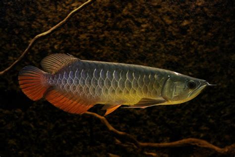 Ikan Hias Air Tawar Termahal