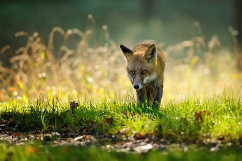 Fox Spirit Animal Meaning