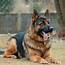 Your 10 Most Popular Questions About German Shepherd Dogs  Vivamune Health