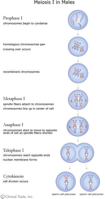 The Cell Cycle Mitosis And Meiosis For Higher Education Virtual