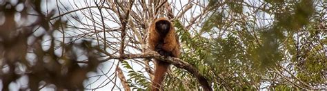 Titi Monkeys New England Primate Conservancy