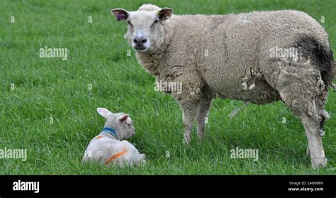 Mother And Baby Lamb In A Field Stock Photo Alamy
