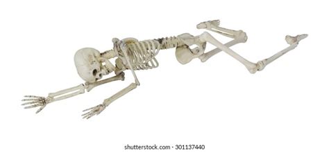 6790 Skeleton Laying Images Stock Photos 3d Objects And Vectors